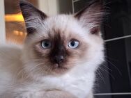 Sibirische Katze 3 Mon, w., reinrassig, hypoallergen. Abholung ab sofort - München