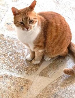 BARRY - eine ausgeglichene SEELE...... - Kempen