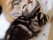 Wunderschönes Black Silver Tabby Mädchen ( Whiskas Katze - Troisdorf