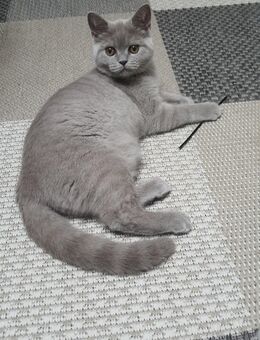 BKH Kitten Mädchen - Krefeld