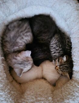 BKH Kitten - Reutlingen