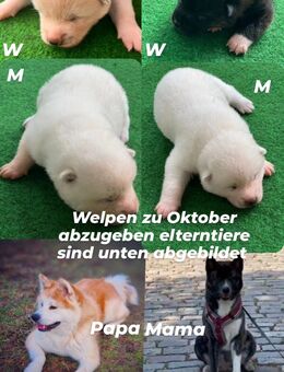 Akita inu Welpen zu Oktober - Berlin