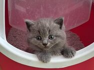 BKH Kitten - Uslar Zentrum