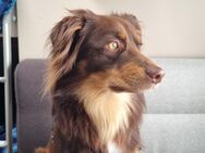 Deckrüde Mini Aussiedoodle - Hofheim (Unterfranken)