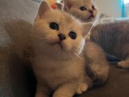BKH Kitten - Fuldabrück