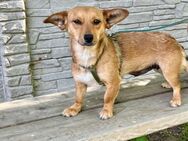 Hope sucht ein Zuhause - Elsenfeld