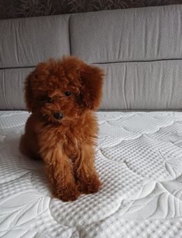 Toy Pudel welpe - Mönchengladbach Zentrum