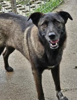 CARA - aufgeschlossen und freundlich - Sulzbach-Laufen