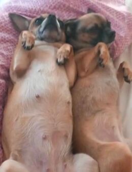 Perfektes Duo sucht liebes Zuhause - Zaberfeld