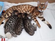 Zierlich, kleine Bengalkitten aus unsere Hobbyzucht zu verkaufen - Engen