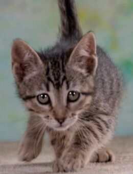 Chantal, ein verspieltes Katzenkind - Brunstorf