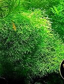 Sternlebermoos, Aquarienpflanze, Versand/ Abholung in 53894