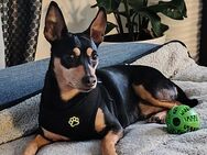Zwergpinscher "Filina", 3 Jahre alt, sucht ein liebevolles Zuhause - Neustadt (Weinstraße)