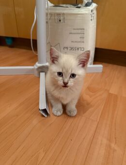 BKH kitten - Hamm