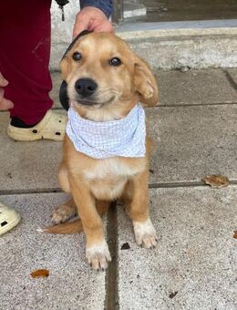 Adonis - aktiv, verspielt und neugierig - Heppenheim (Bergstraße)