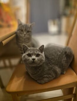 Blue und Bluey - Duisburg