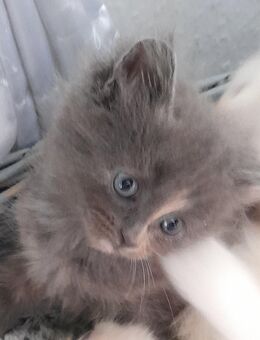 3 kleine Maine Coon/BLH Kitten - Lehrte