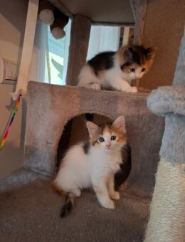 Edelmix Kitten Maine Coon / Britisch Langhaar - Naumburg (Saale)