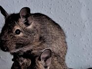Degus 2 Männchen abzugeben + gratis gehäge - Werthenstein