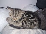 BKH Kitten Britisch Kurzhaar Silver Tabby Classic(Whiskas) Junge noch frei - Landshut