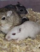 Junge zahme Rennmäuse, verschiedene Farben in 04571