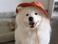 Über Ginger Super Bear genannt Rabbit - Kierspe