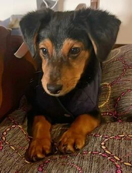 Süßer Pico sucht eine liebe Familie💖 - Tornesch