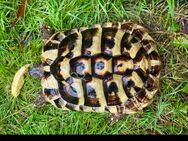 Griechische Landschildkröte - Bad Oldesloe