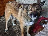 Tony, ca. 2 Jahre, liebe Familie gesucht - Grimburg