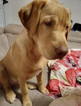 Kleiner Herzensbrecher Snow Sucht 🩷 - Bitterfeld-Wolfen