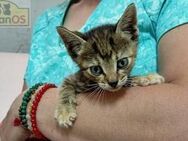 Blanca Happy Home gesucht - Bad Camberg