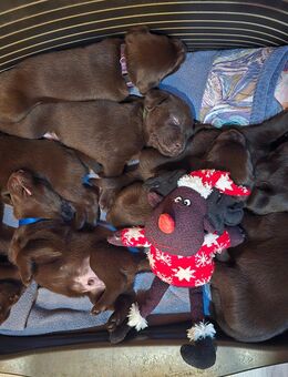 Labrador, Arbeitslinie, Welpen, Schoko - Warburg (Hansestadt)