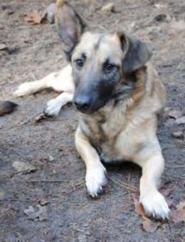 Dusty sucht aktive Menschen - Berlin