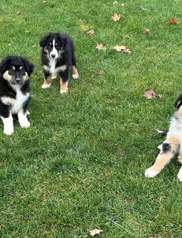 Beautiful Australian Shepherd puppies, show lines, from a long-established hobby breeder. - Düsseldorf