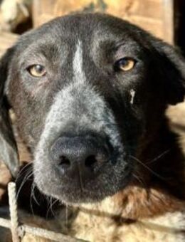 Rojo-verspielter, freundlicher Rüde,59cm - Rösrath