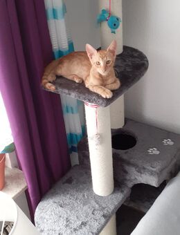 Maikätzchen (Kater)zu verkaufen - Maxdorf