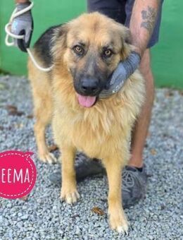 Neema eine wunderschöne Pracht - Flörsheim-Dalsheim