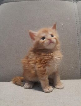 Maine Coon Kitten mit Stammbaum - Murrhardt