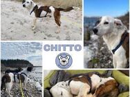 CHITTO -unkompliziert & verschmust- - Duisburg