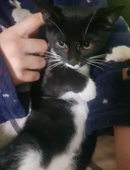 3 super süsse Kätzen, Katzenbabys, lieb und menschenbezogen - Bernburg (Saale)