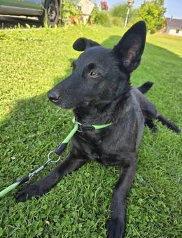 kinderliebe 🩷Lyssa🩷 sucht ihr Zuhause - Freilassing