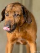 TIMKO - trotz Alter verspielt und lieb in 51491