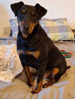 Pinscher-Fan? Charmante Lena - Treia