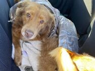 Kasper sucht dringend sein Zuhause - Kallmünz