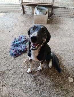 Tico ein lebenslustiger Rüde - Lübeck