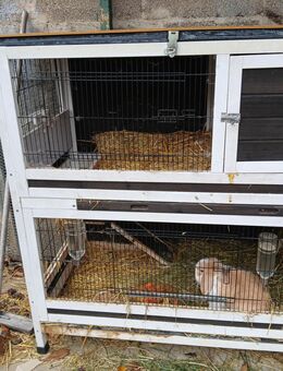 Zwergkaninchen - Zülpich