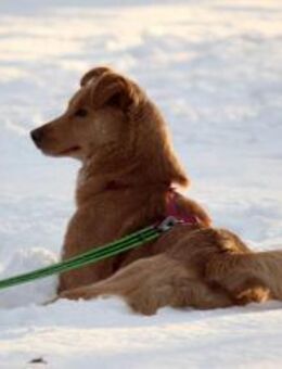 Sanfter Ronny❤️sucht nach seiner Familie - Rott (Inn)