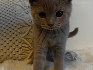 BKH Kitten - Böklund