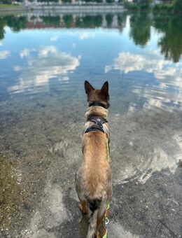 Belgischer Mali - Schäferhund - Neutraubling