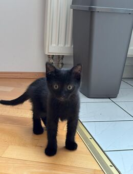 Kätzchen Babykatzen Katzen - Ransbach-Baumbach